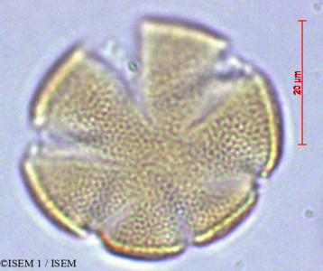 ISEM 1/Hedeoma_mandoniana_29005/Hedeoma_mandoniana_29005_0001(copy)_thumb.jpg